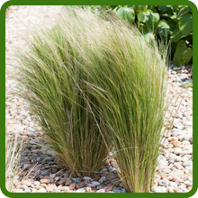 Drought Tolerant Stipa Mexican Feather Ornamental Grass