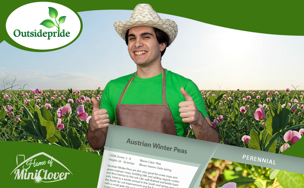 Austrian Winter Peas Cover Crop  