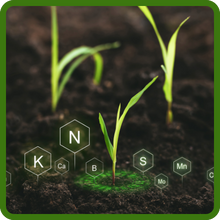 Nitrogen Fixation of Spring Field Peas