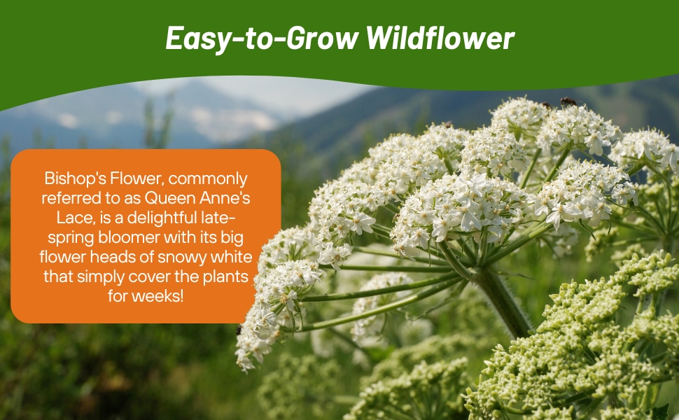 White Flowering Queen Anne's Lace Bishop's Flower