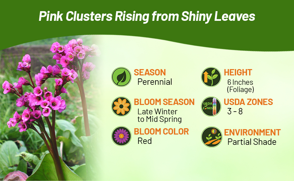 Perennial Bergenia Low Growing Partial Shade