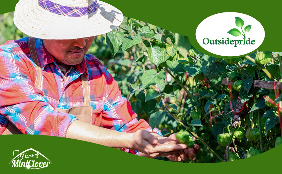 Physalis Cape Gooseberry Plants in Garden