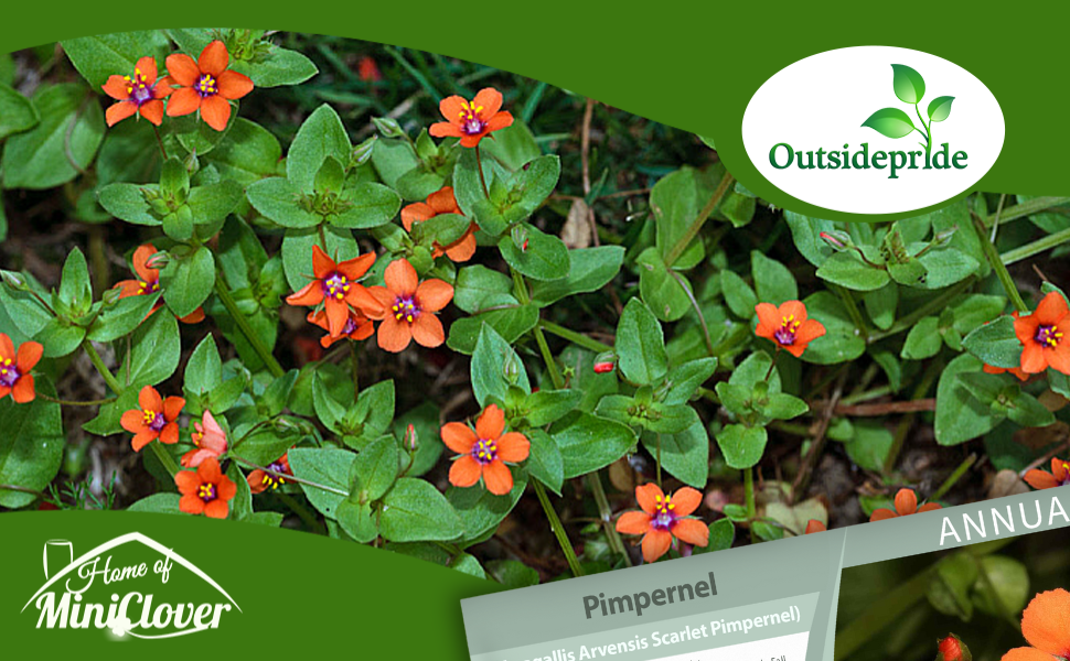 Scarlet Pimpernel Flowering Plants