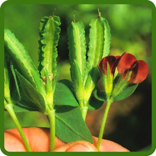 Edible and Ornamental Asparagus Pea
