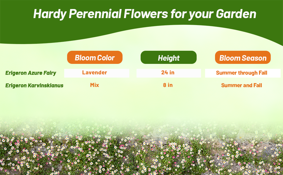 Aspen Fleabane Daisy Colors, Heights, and Bloom Season Chart