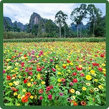 Field of Zinnia Elegans Flower Mixture