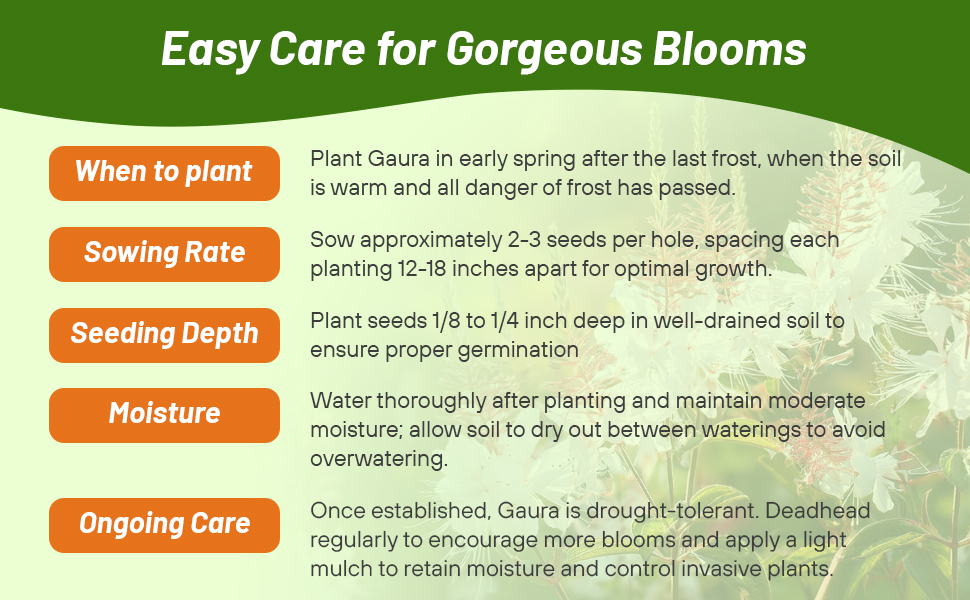 Planting Directions & Care For Gaura Plants