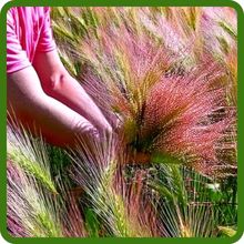 Hordeum Foxtail Barley For Erosion Control