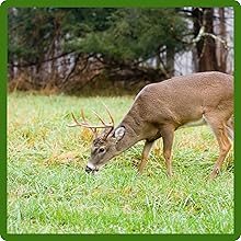 Quick Establishing Sweet Spot Food Plot Seed