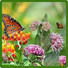 Butterflies Attracted to Asclepias Milkweed Flowers