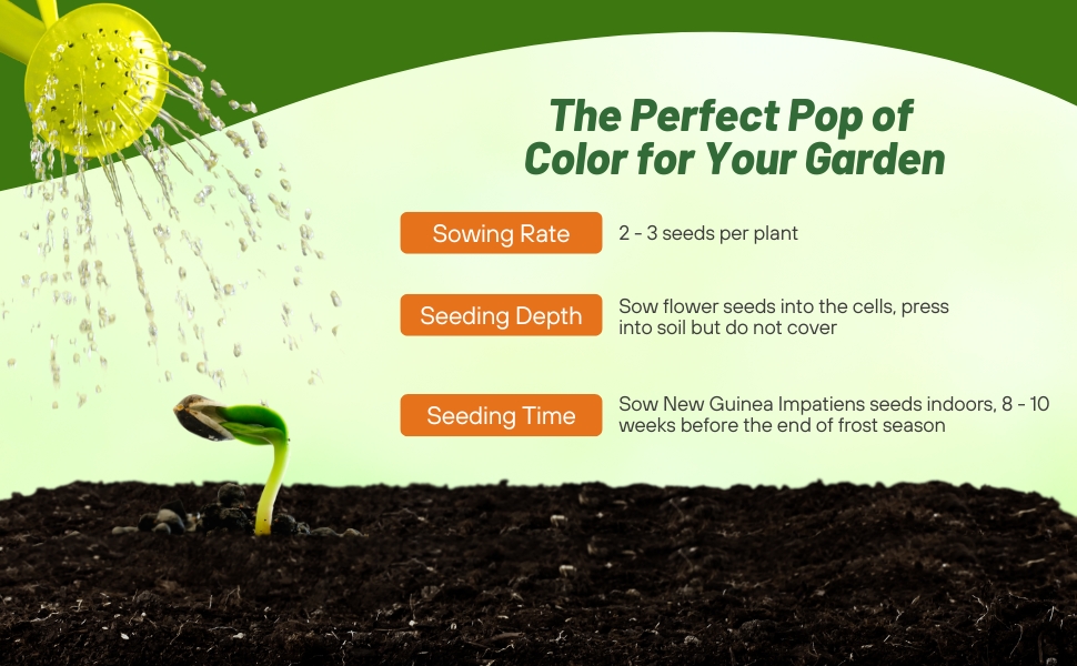 Planting Directions For New Guinea Impatiens Orange Sweet Flower Seeds