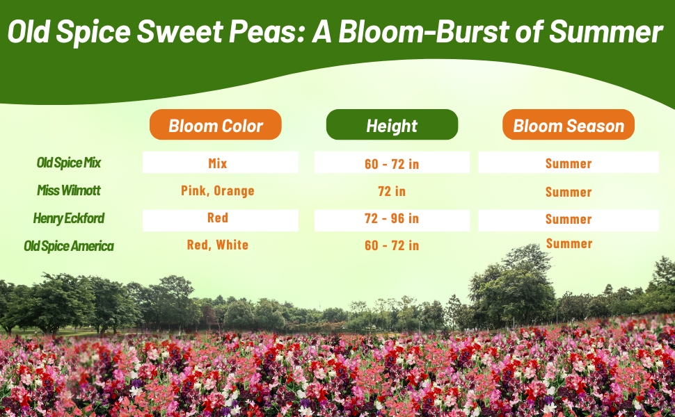 Bloom Color, Height, & Season Chart for Old Spice Lathyrus Sweet Peas Flowers