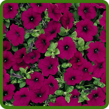 Purple Classic Wave Petunia With Vibrant Flowers