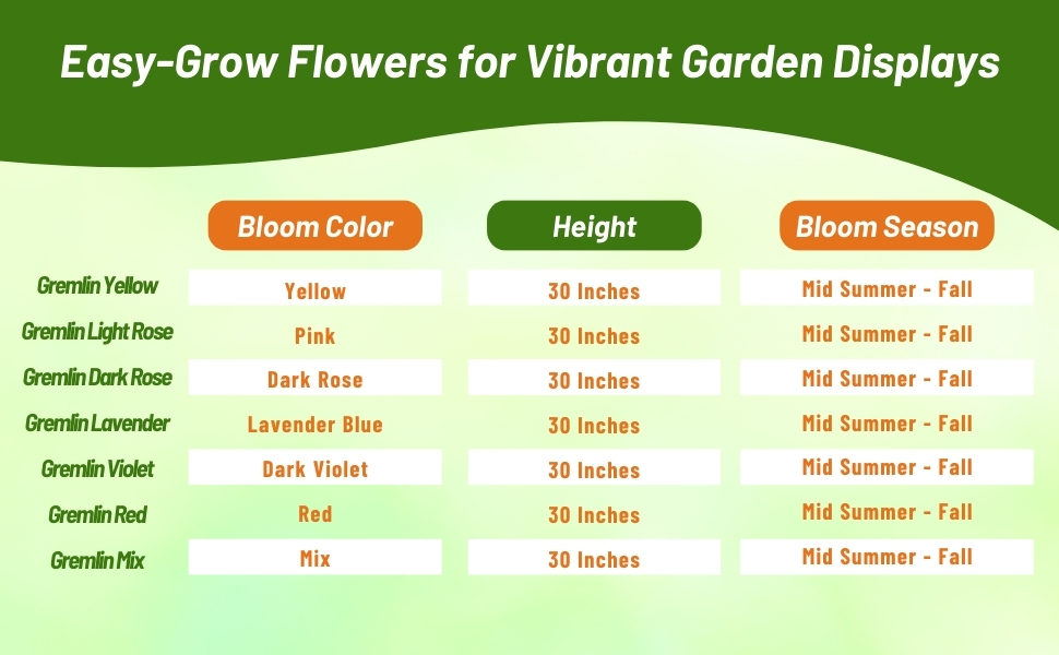 Bloom Season, Height, & Color Chart of Callistephus Tall Double Gremlin Aster