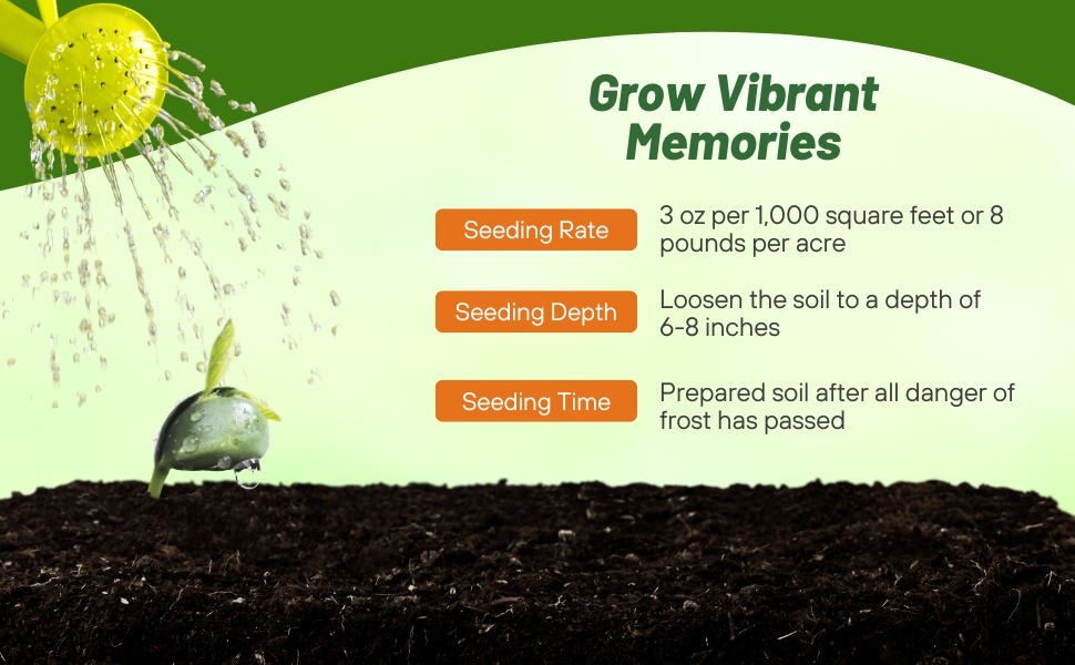 Planting Directions For Dame's Rocket Wildflower Seeds