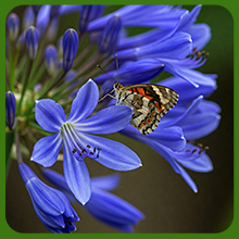 Butterfly on LIle of the Nile Flowers