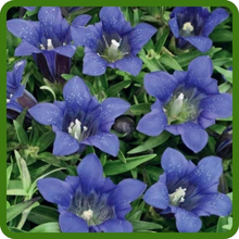 Gentia Compact, Mounding Habit