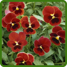 Compact and Prolific Growth of Viola