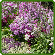 Candytuft Landscape
