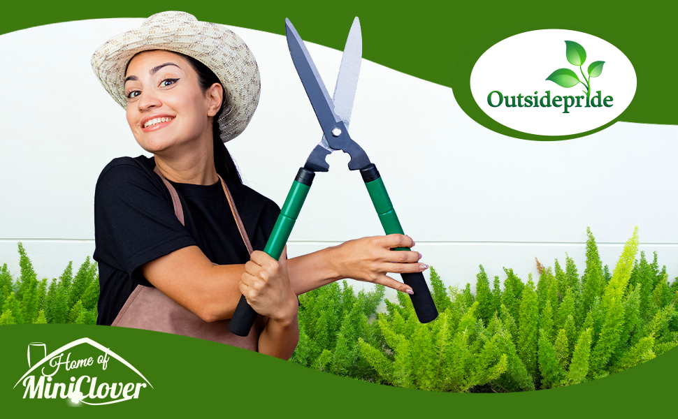 Asparagus Fern Meyeri Landscaping