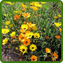 Drought Tolerant African Daisy Flowers