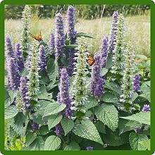 Hyssop Attracts Pollinators Bees & Butterflies