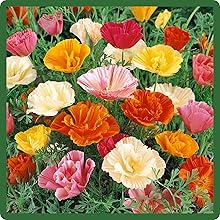 MIssion Bells California Poppy Seeds For Gardens, Containers, Beds & Borders