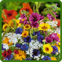 Wildflower Mixture Fast Growth