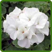 White Geranium Flowers