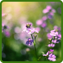 Dame's Rocket Flowers