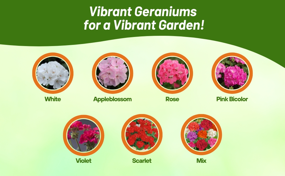 Varieties of Geranium Flowers