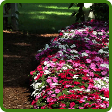 Shade Tolerant Baby Impatiens Flowers