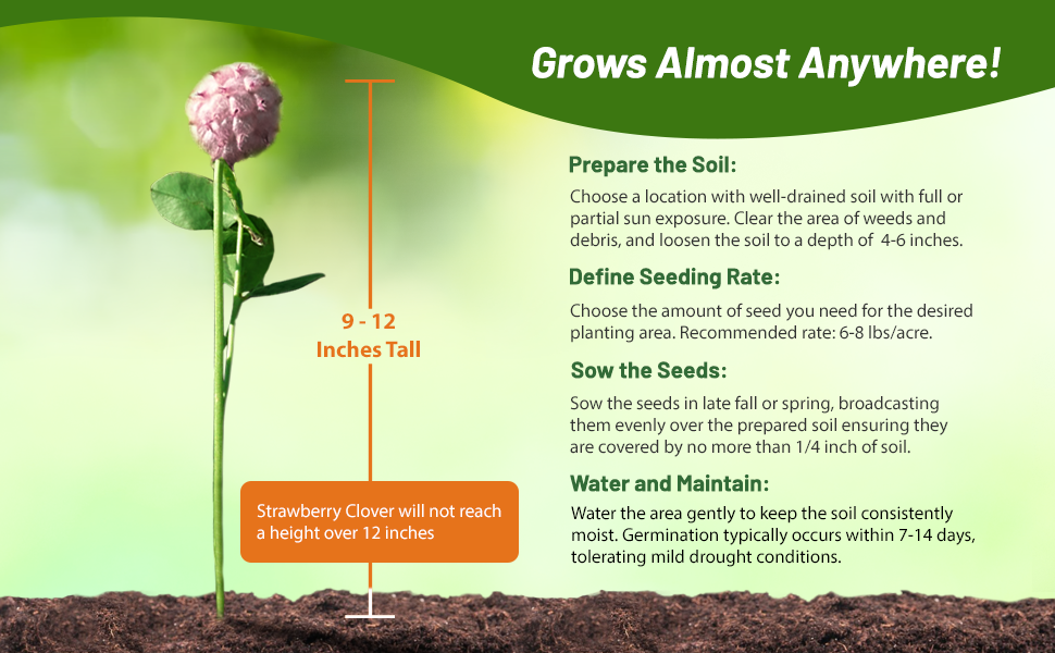 Seeding Rate & Planting Time Strawberry Clover Seeds