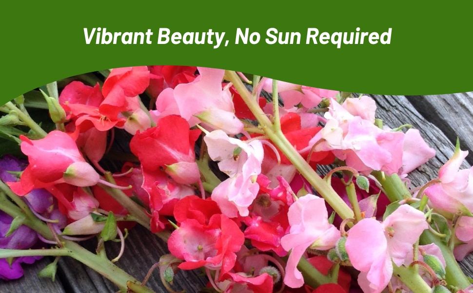Shade Tolerant Impatiens Balsam Plants