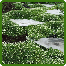 Sagina Subulata Irish Moss Dense Ground Cover