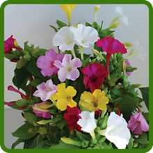 Fragrant Blooms of Mirabalis Jalapa Four O' Clock