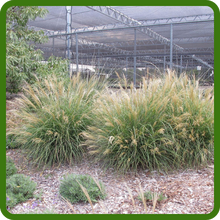 Drought & Heat Tolerant Miscanthus Ornamental Grass