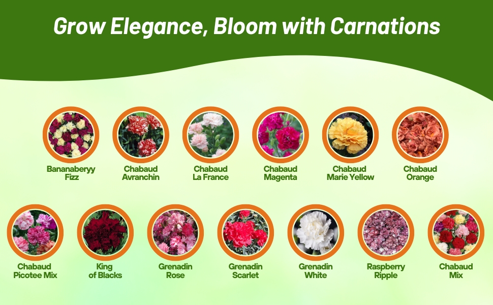 Varieties of Dianthus Carnation Flowers From Seeds