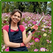 Women Tending To Cosmos Flower Garden