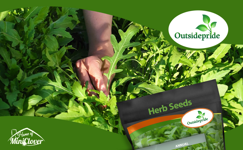 Arugula Herb Garden Seeds