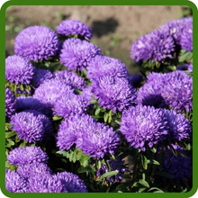 Purple Long Lasting Blooms of Callistephus Tall Double Gremlin Aster