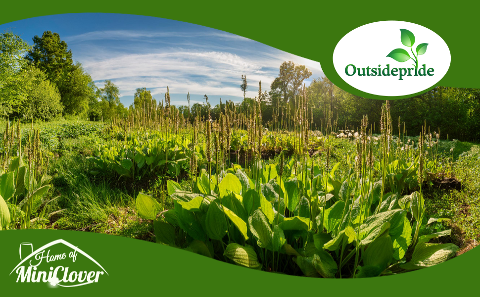 Plantain Herb Garden Seeds For Planting