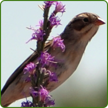 Bird Friendly Liatris Gayfeather Flowers