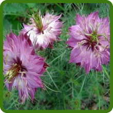Delicate, Ferny Foliage of Love In A Mist Flowers