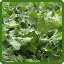Cold Hardy & Drought Tolerant Kale