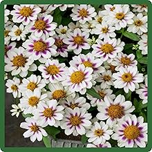 Zinnia Zahara Rose Starlight Flower Container