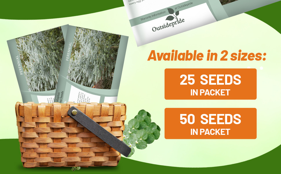 Eucalyptus Silver Dollar Seed Packet
