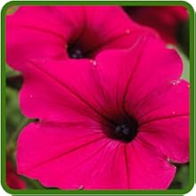 Tidal Wave Petunia Heat & Drought Tolerant Plants