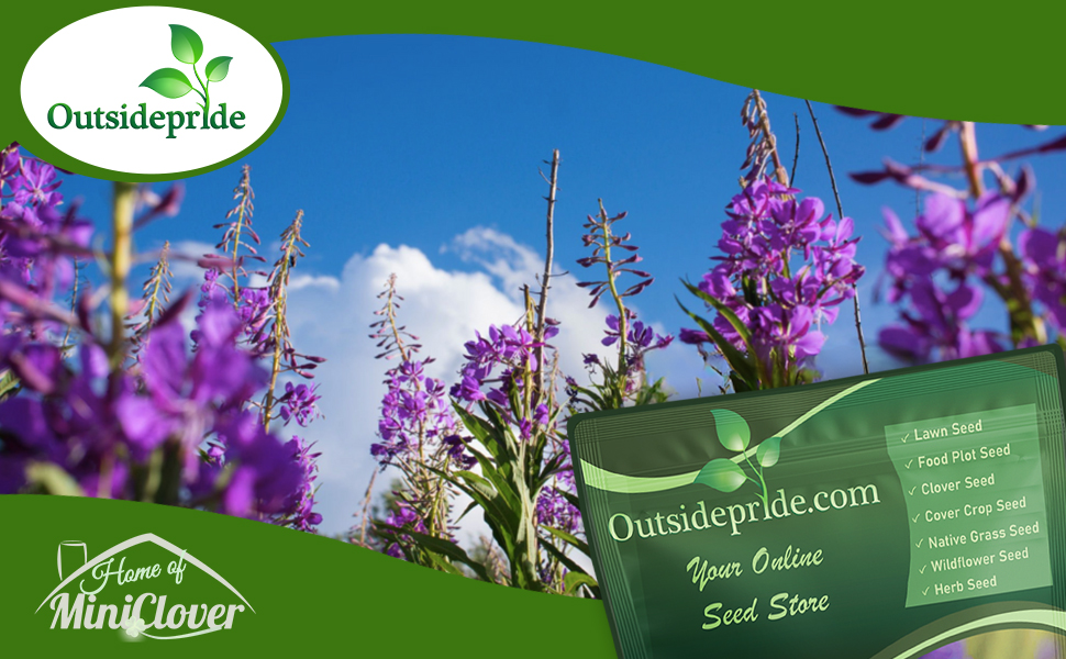 Rocky Mountain Penstemon Wildflowers Planted From Seeds