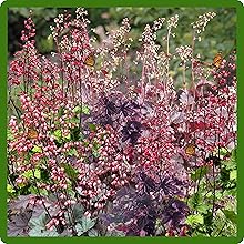 Heuchera Attracts Pollinators